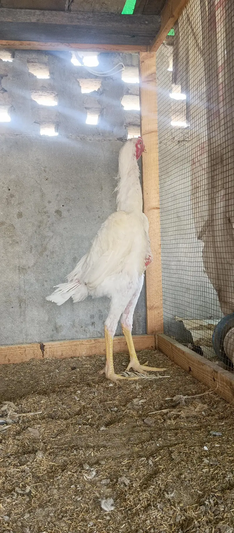 white shamo male and incubator — photo 5