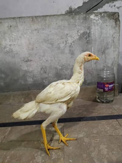 Heera Aseel Pair