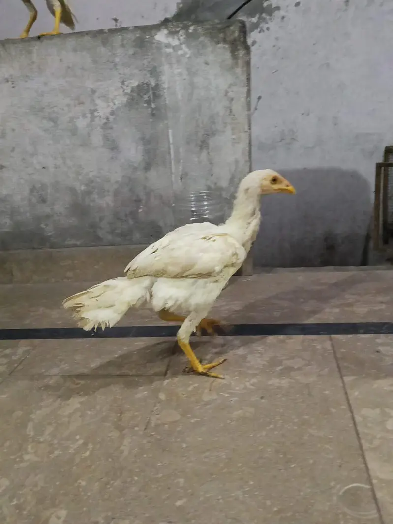 Heera Aseel Pair — photo 2