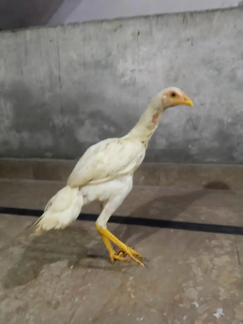 Heera Aseel Pair — photo 3
