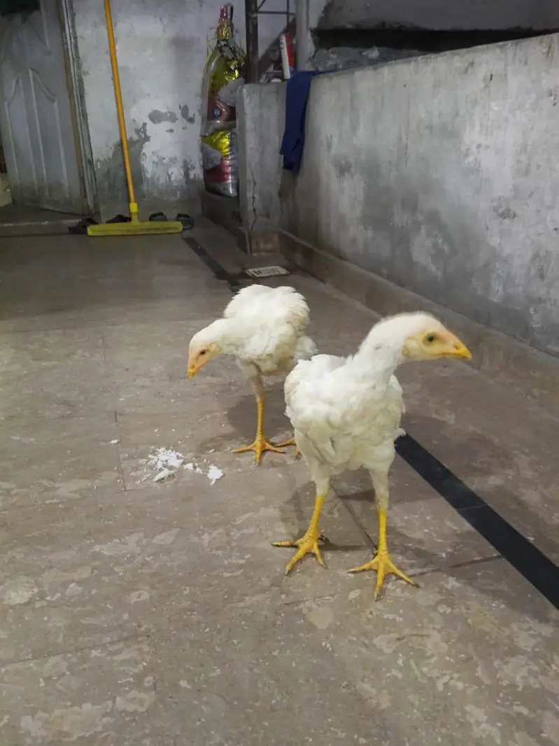 Heera Aseel Pair — photo 4