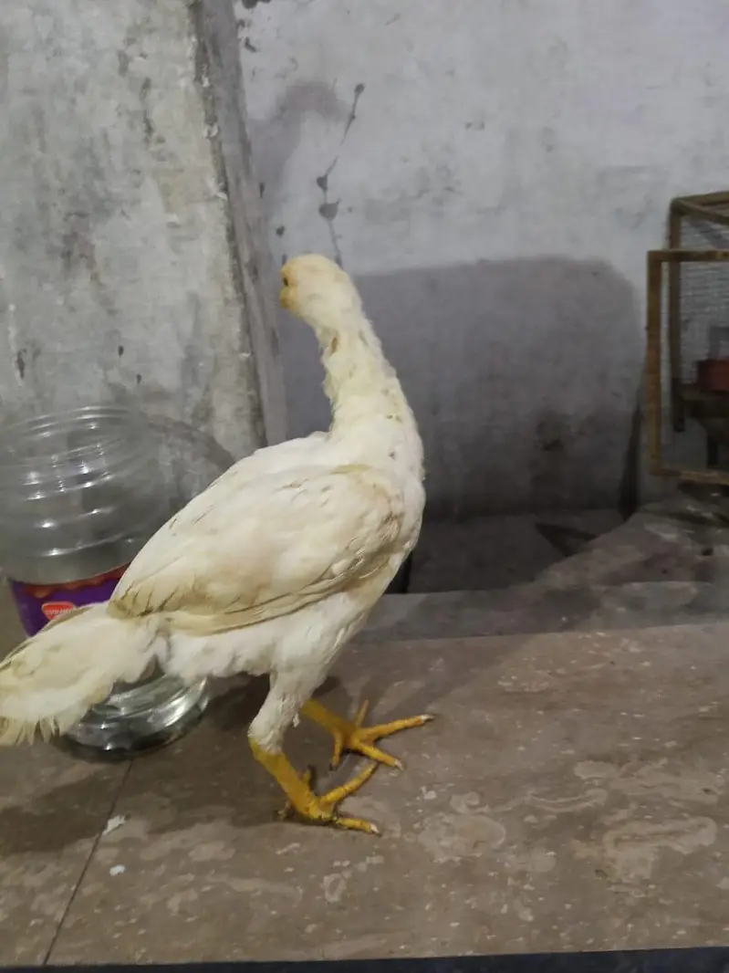 Heera Aseel Pair — photo 5