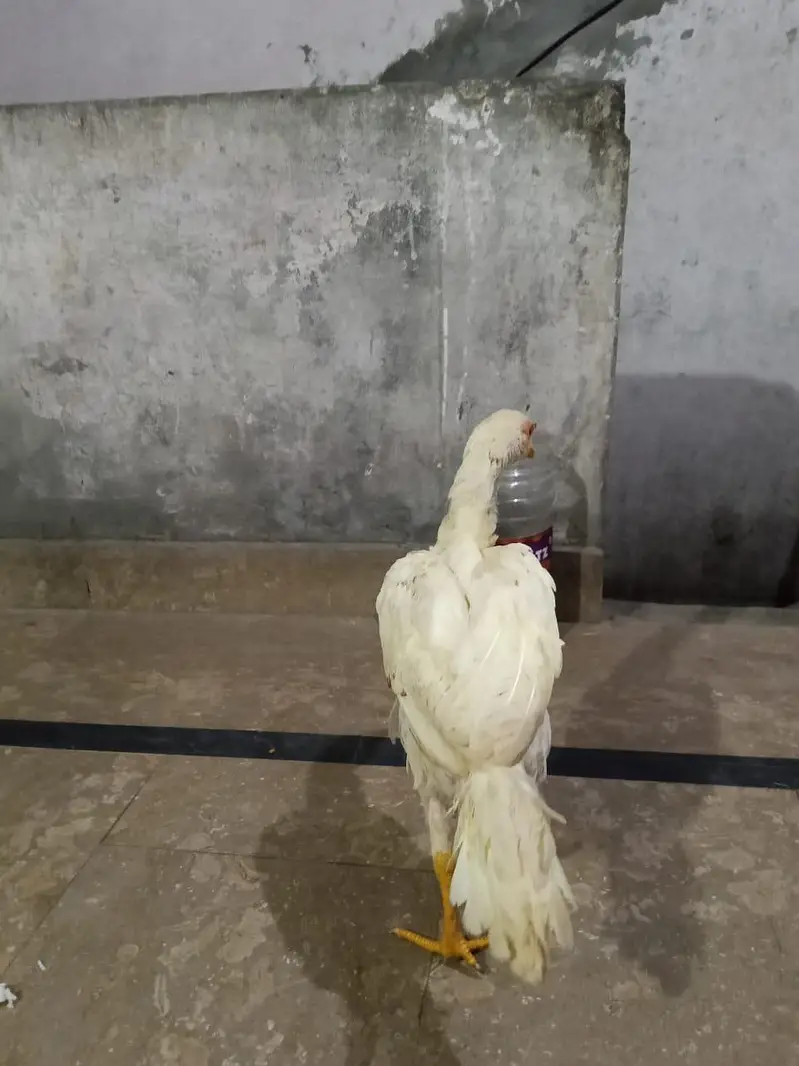 Heera Aseel Pair — photo 6