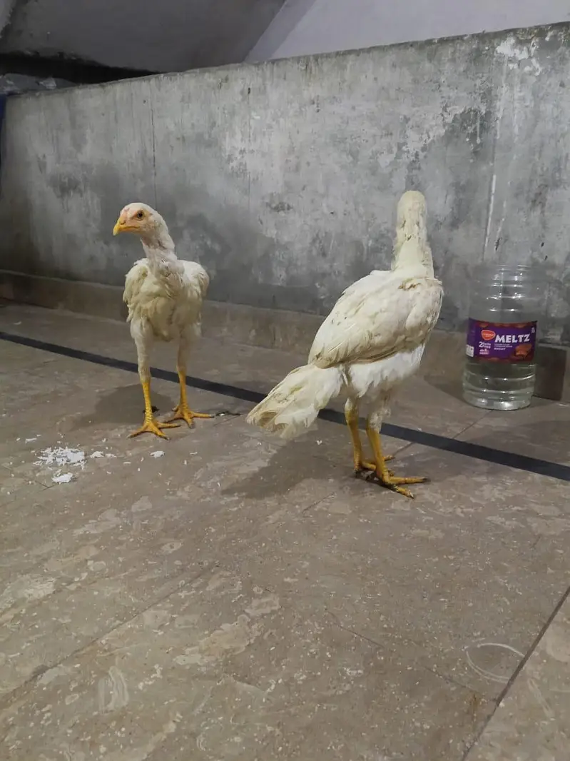 Heera Aseel Pair — photo 7