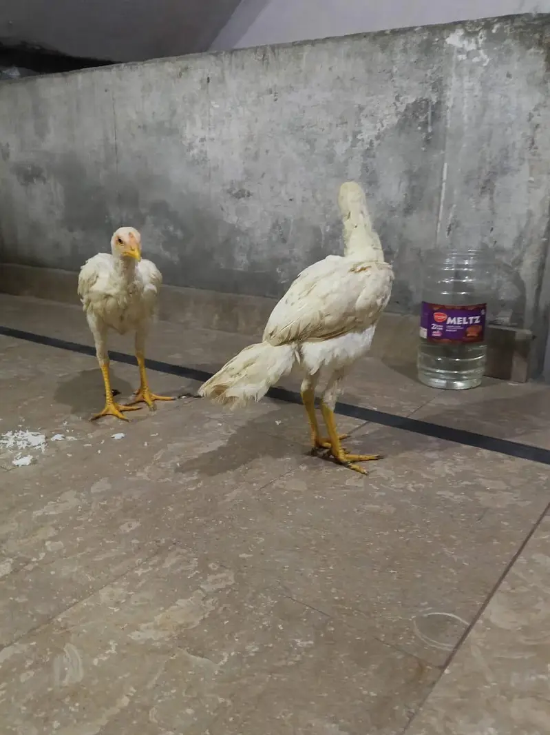 Heera Aseel Pair — photo 8
