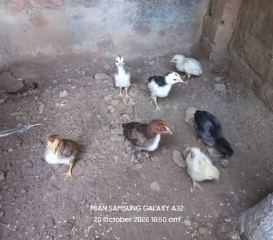 Pure Aseel , Heera , Sindhi , Thai  ( All healthy and active )