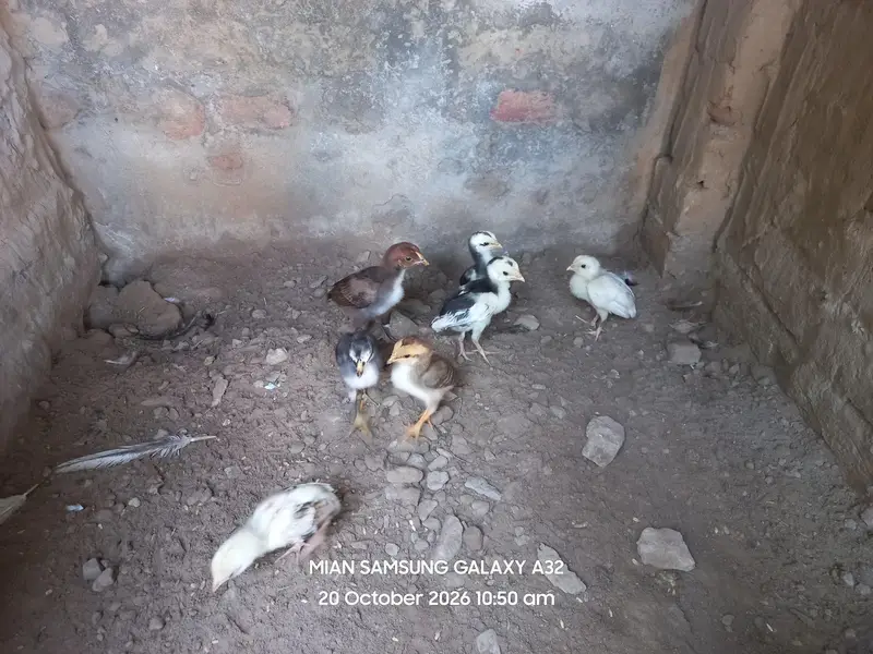 Pure Aseel , Heera , Sindhi , Thai  ( All healthy and active ) — photo 3