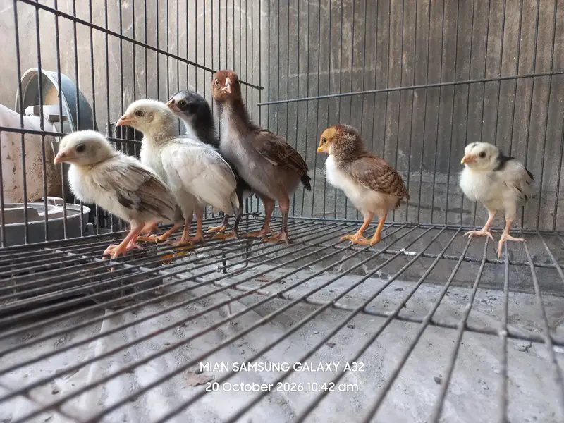Pure Aseel , Heera , Sindhi , Thai  ( All healthy and active ) — photo 5