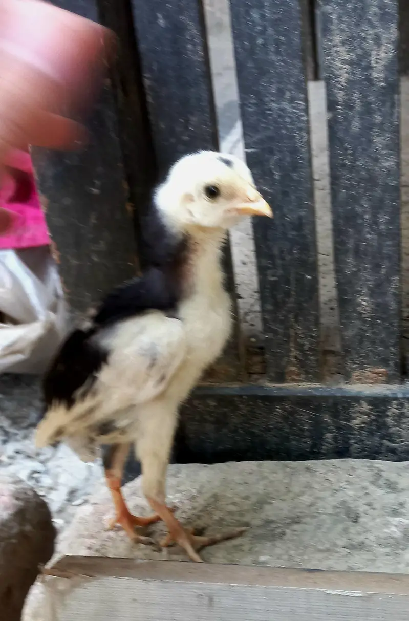 Pure Aseel , Heera , Sindhi , Thai  ( All healthy and active ) — photo 9