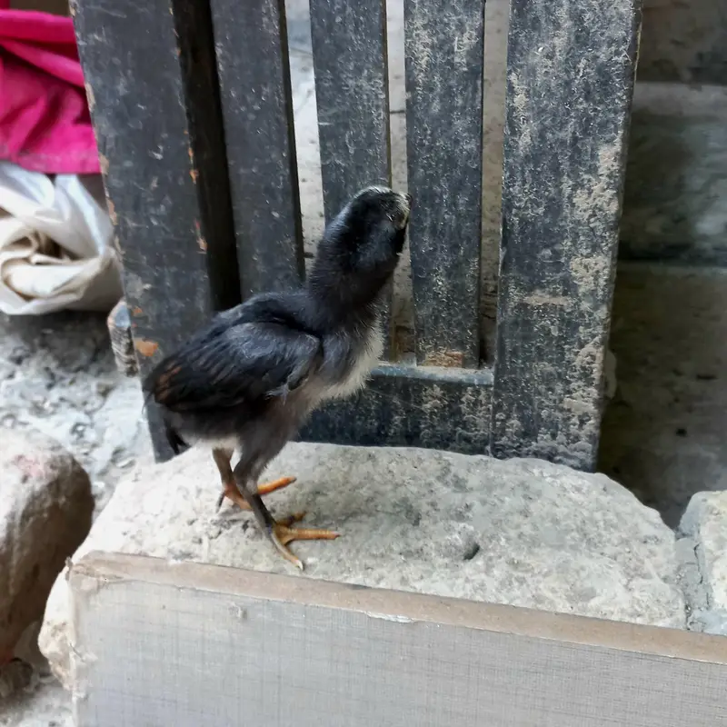 Pure Aseel , Heera , Sindhi , Thai  ( All healthy and active ) — photo 10