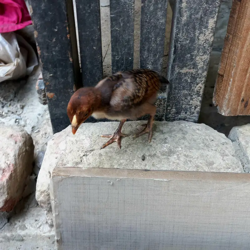 Pure Aseel , Heera , Sindhi , Thai  ( All healthy and active ) — photo 11