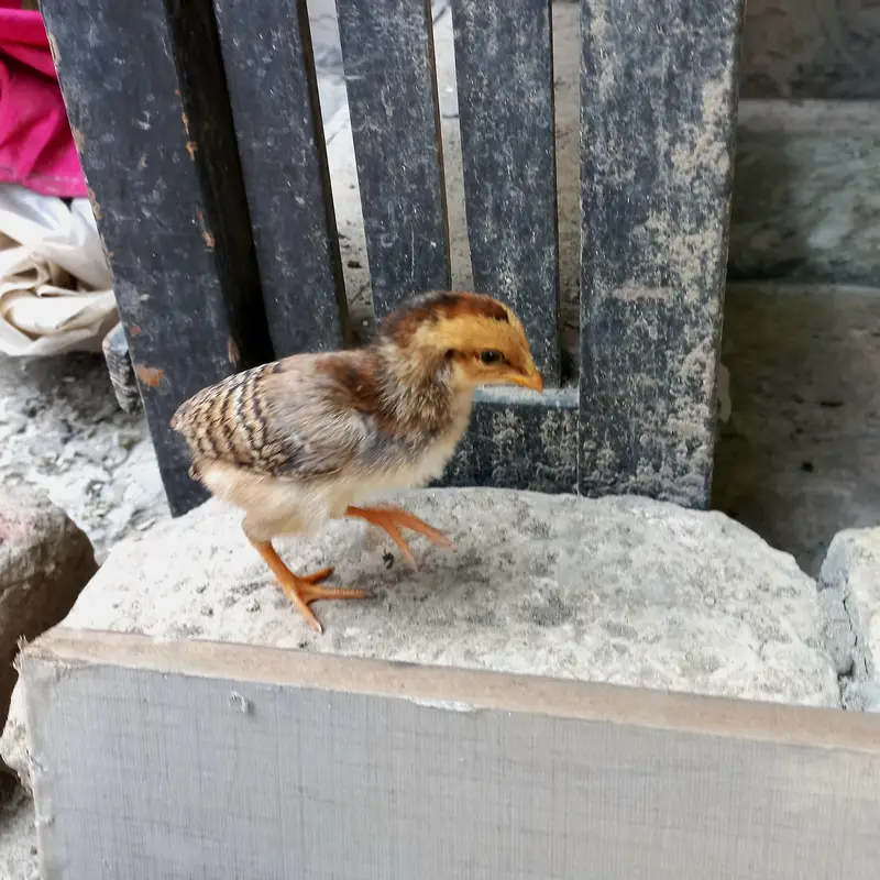 Pure Aseel , Heera , Sindhi , Thai  ( All healthy and active ) — photo 12