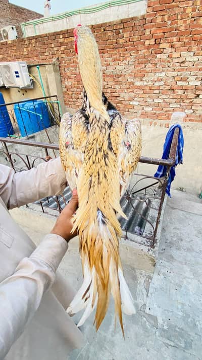 Aseel kamaliya breed shajra colour