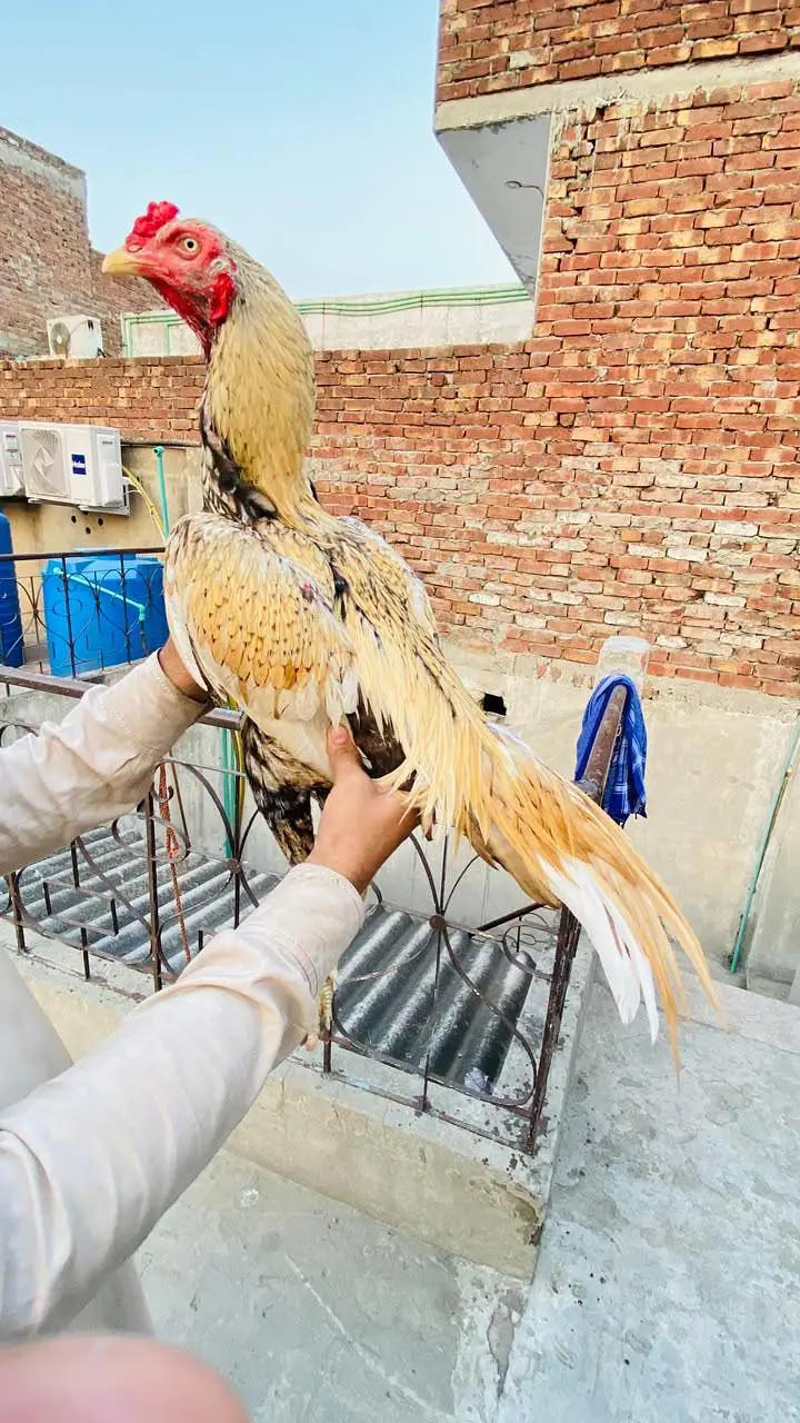 Aseel kamaliya breed shajra colour — photo 2