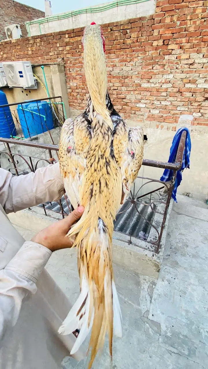 Aseel kamaliya breed shajra colour — photo 3