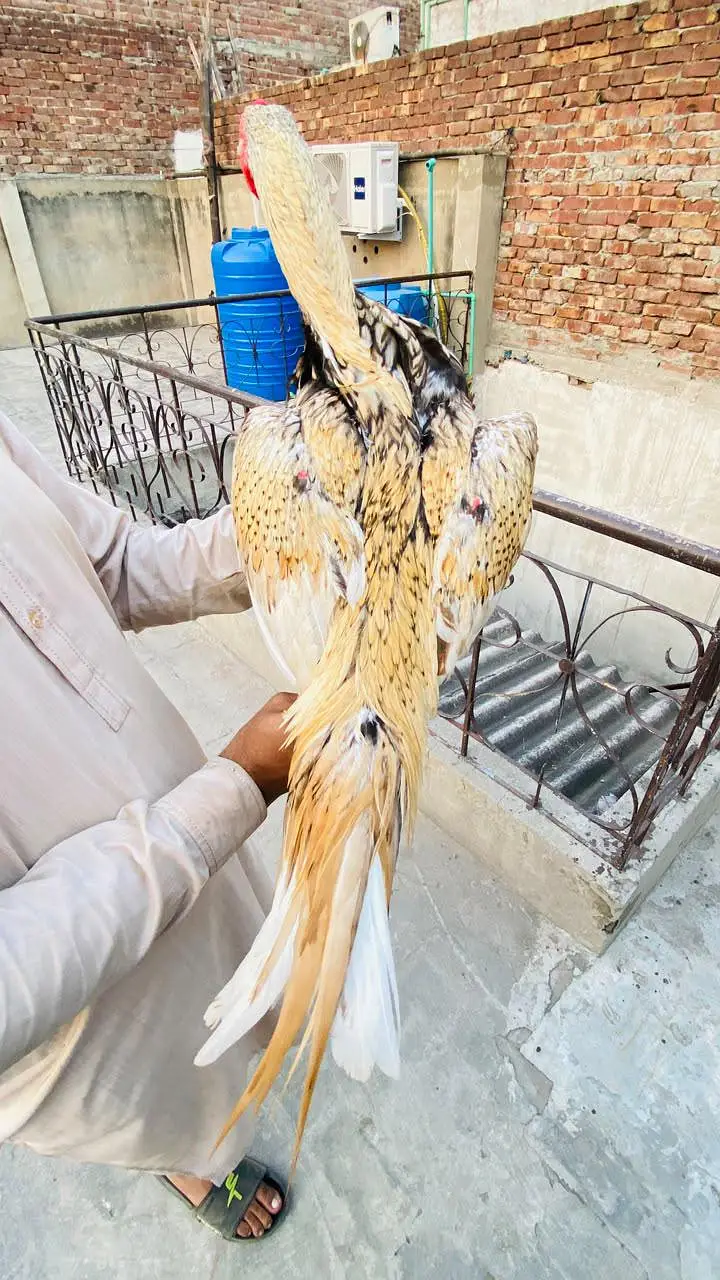 Aseel kamaliya breed shajra colour — photo 4