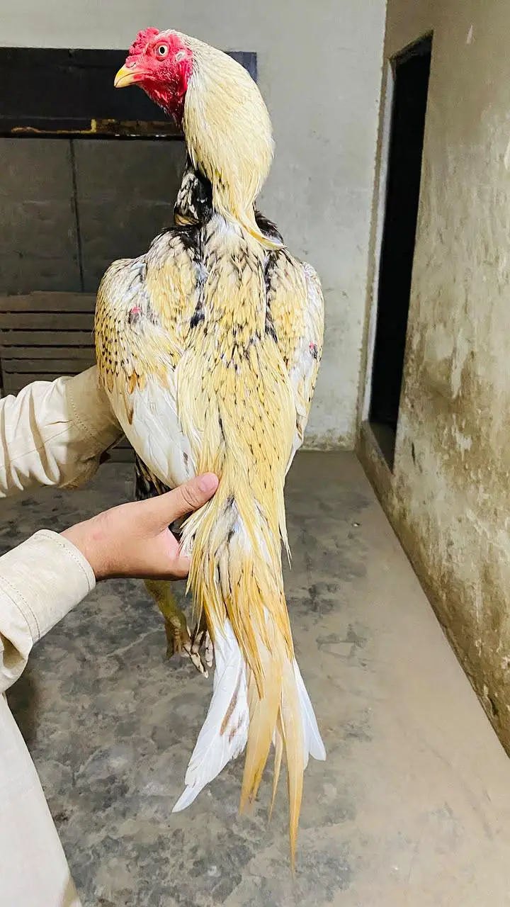 Aseel kamaliya breed shajra colour — photo 5