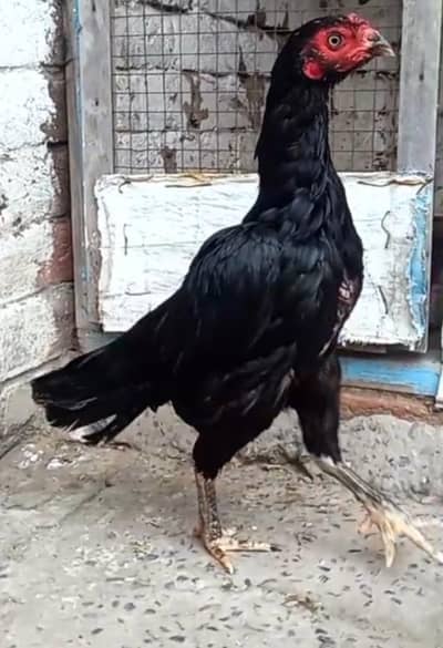 03036068703 aseel murgi urgent for sale black murgi ki price 2100