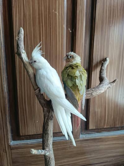 Eno red cockatiel && pinappale conure handtame parrots birds