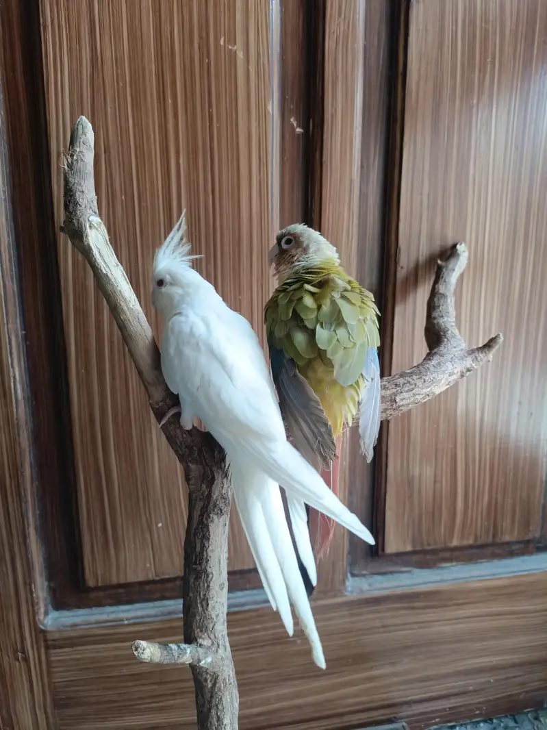 Eno red cockatiel && pinappale conure handtame parrots birds — photo 2