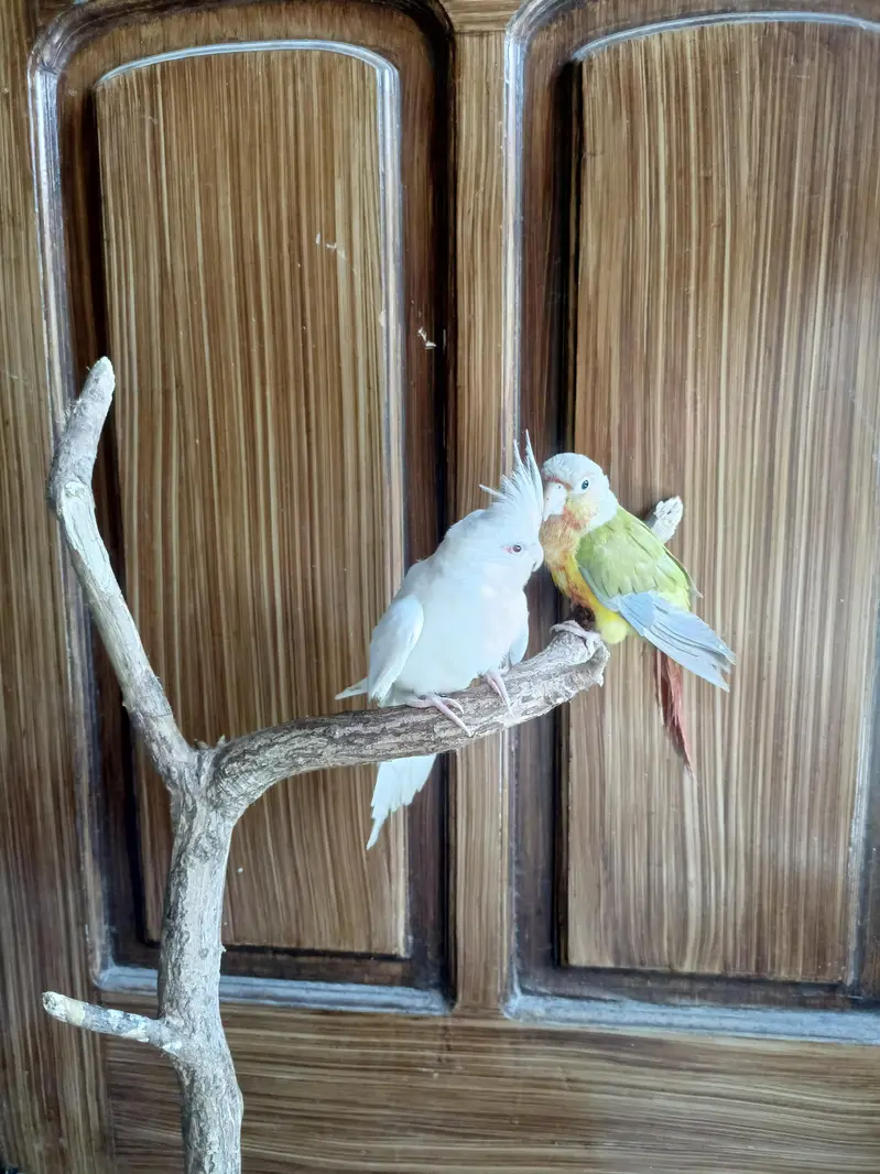 Eno red cockatiel && pinappale conure handtame parrots birds — photo 3