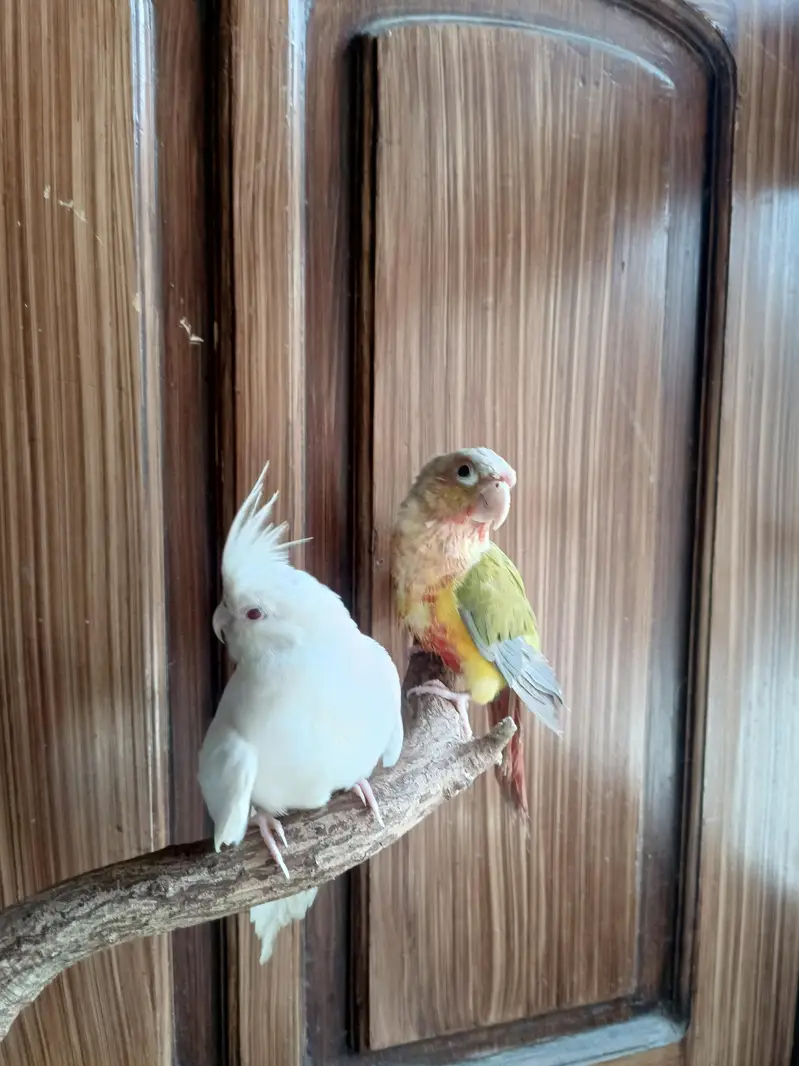 Eno red cockatiel && pinappale conure handtame parrots birds — photo 4