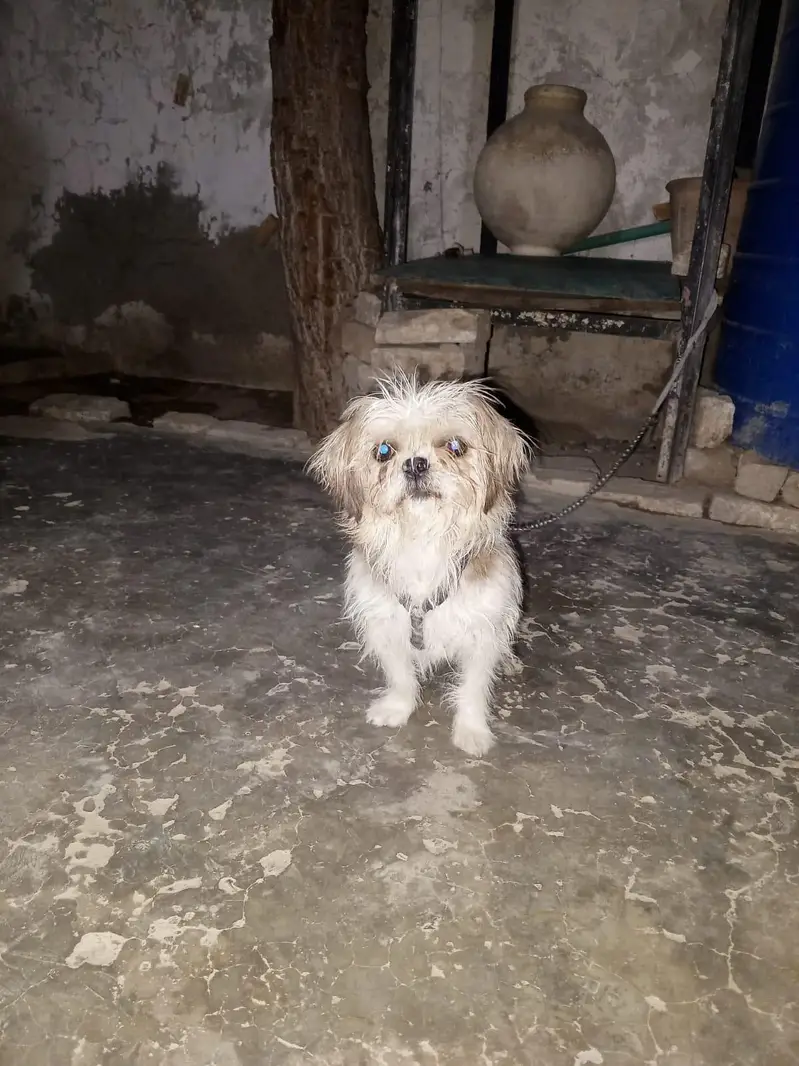 dog femail 7 month — photo 2