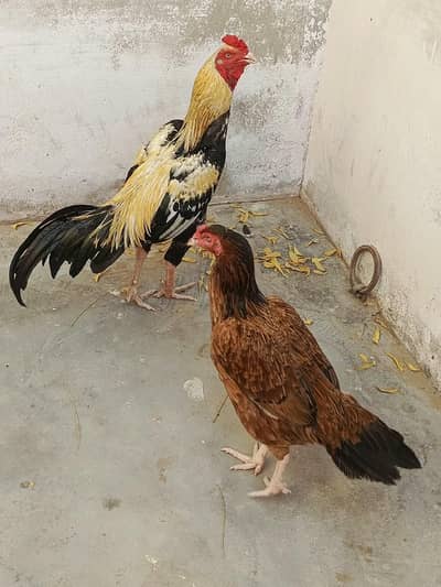 dono aseel ha