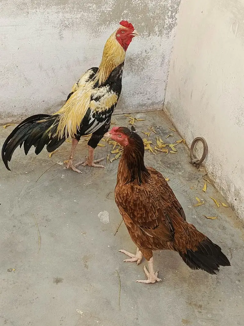 dono aseel ha — photo 2