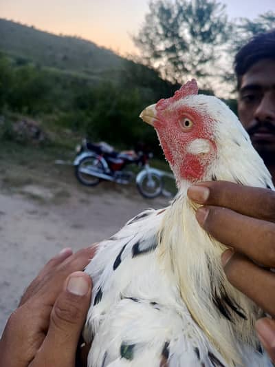 03120566949 whatsap num