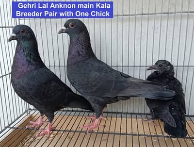 Breeder Pigeons for Sale in Karachi – Pairs & Individual Birds