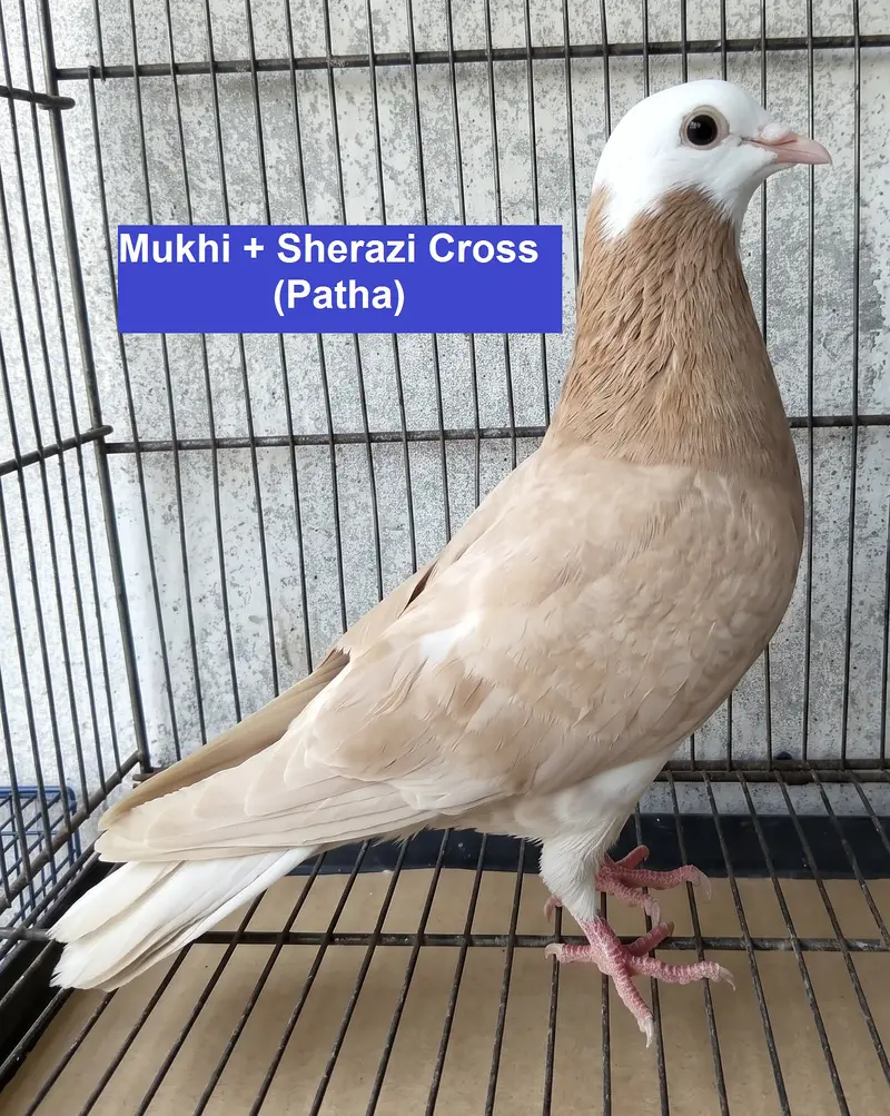 Breeder Pigeons for Sale in Karachi – Pairs & Individual Birds — photo 2