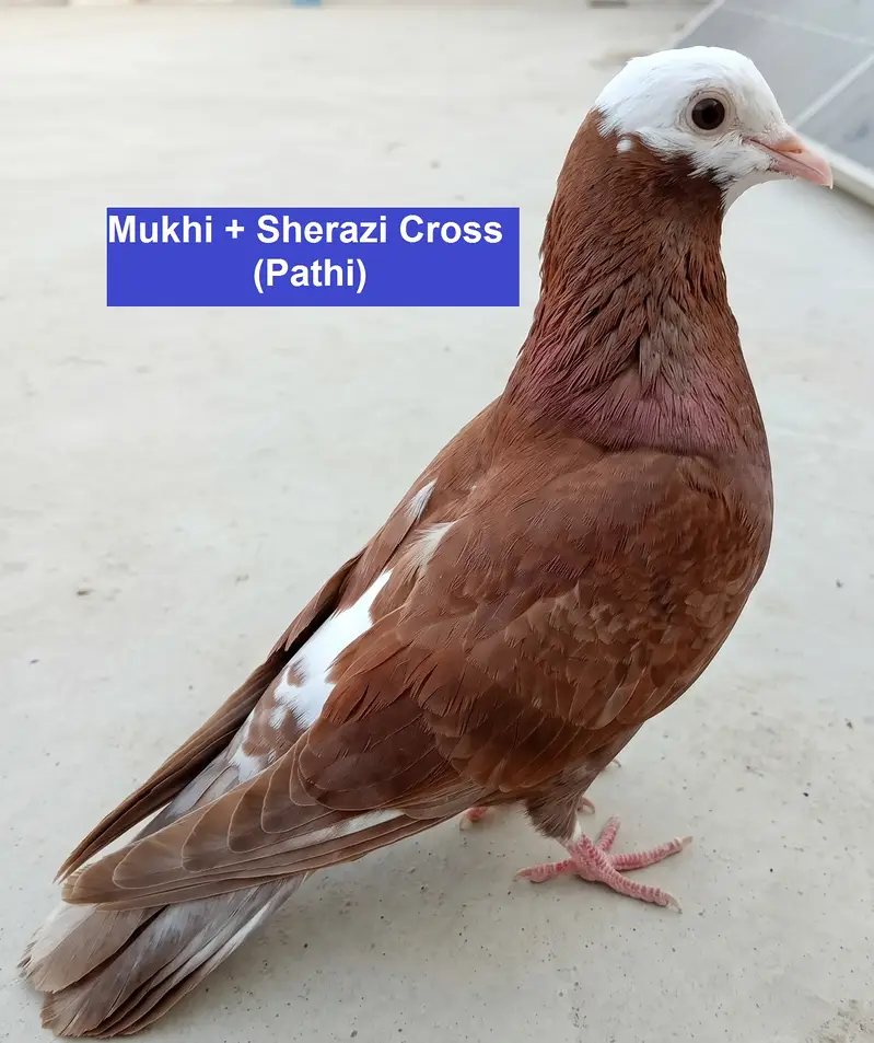 Breeder Pigeons for Sale in Karachi – Pairs & Individual Birds — photo 3