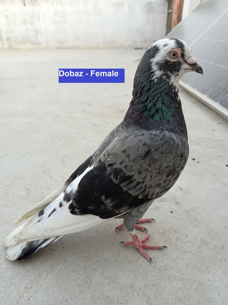 Breeder Pigeons for Sale in Karachi – Pairs & Individual Birds — photo 4