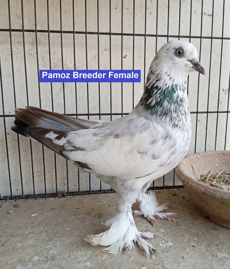 Breeder Pigeons for Sale in Karachi – Pairs & Individual Birds — photo 5