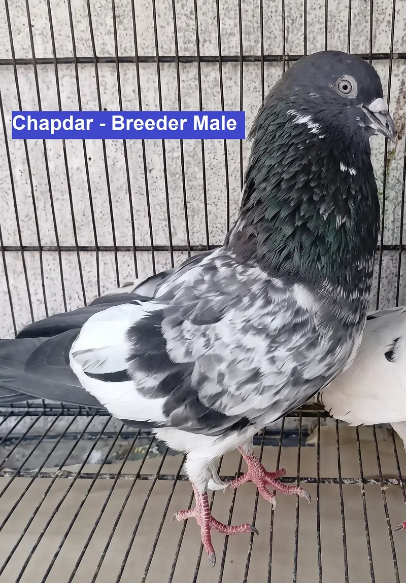 Breeder Pigeons for Sale in Karachi – Pairs & Individual Birds — photo 6