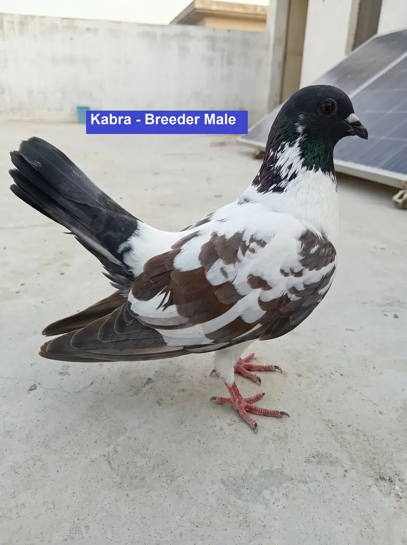 Breeder Pigeons for Sale in Karachi – Pairs & Individual Birds — photo 7