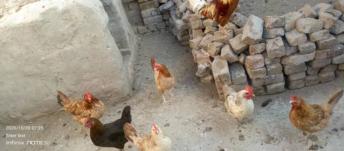 9 females 1 male