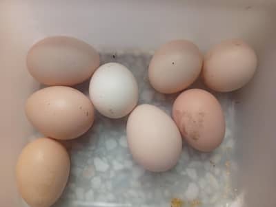aseel eggs