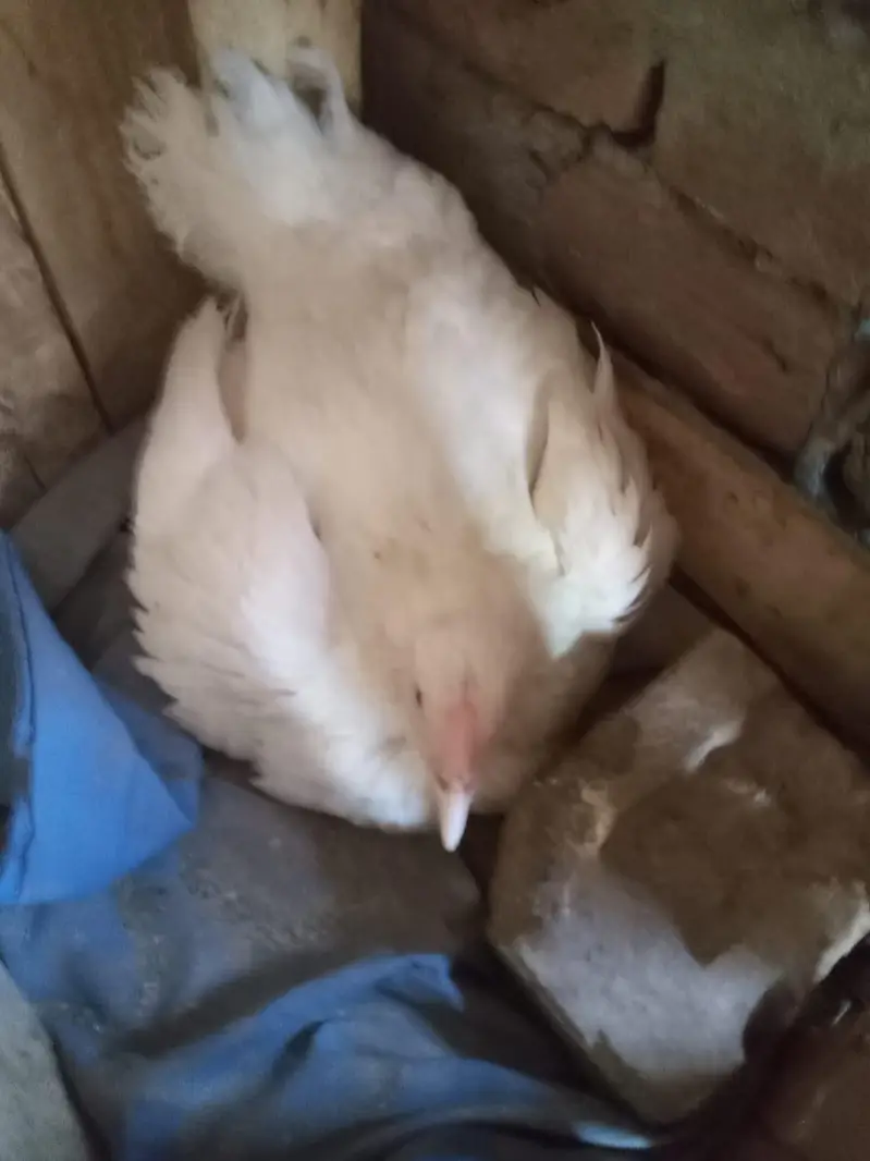 aseel eggs — photo 2