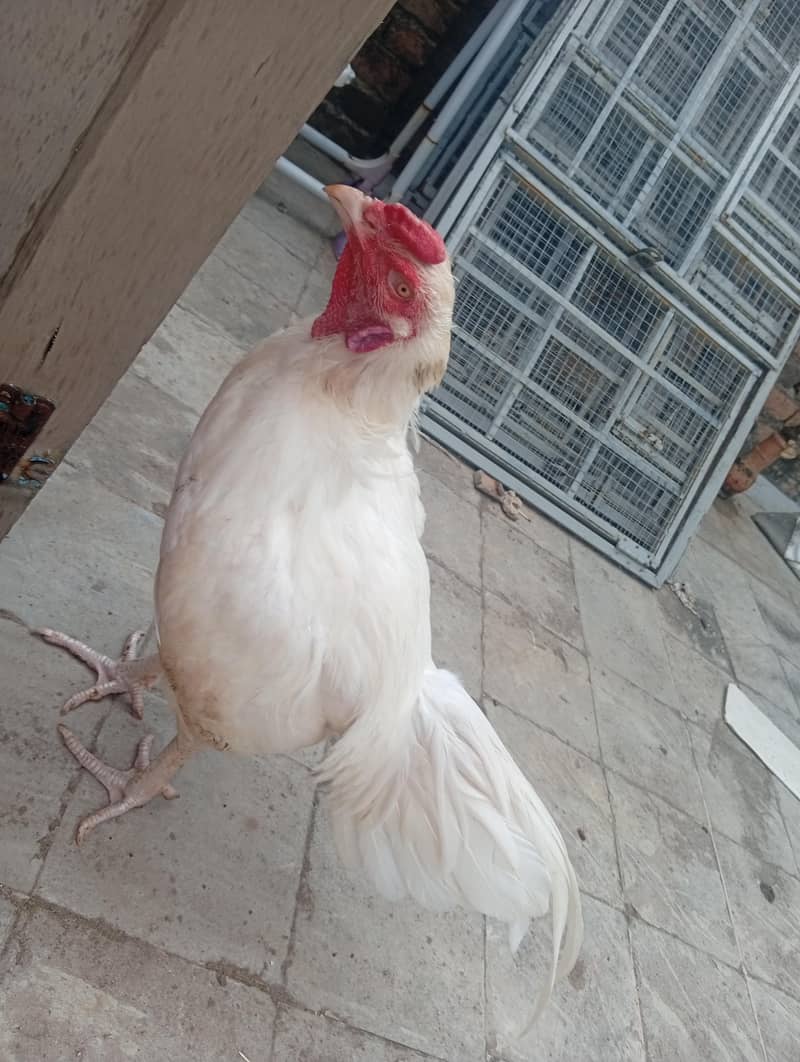 aseel eggs 2