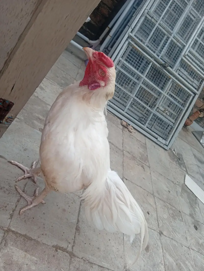 aseel eggs — photo 3