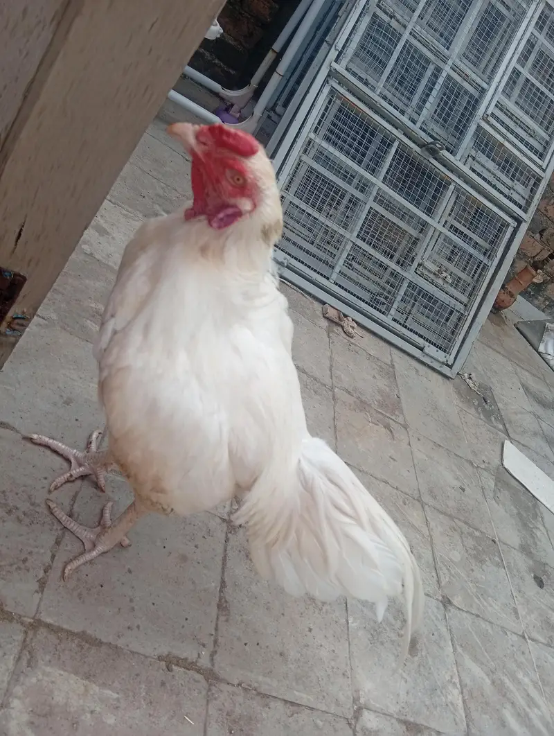 aseel eggs — photo 4