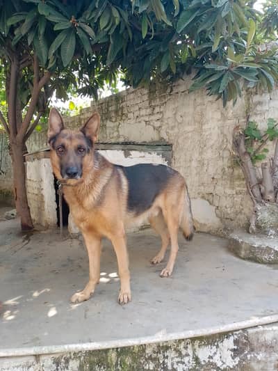 German shepherd big size