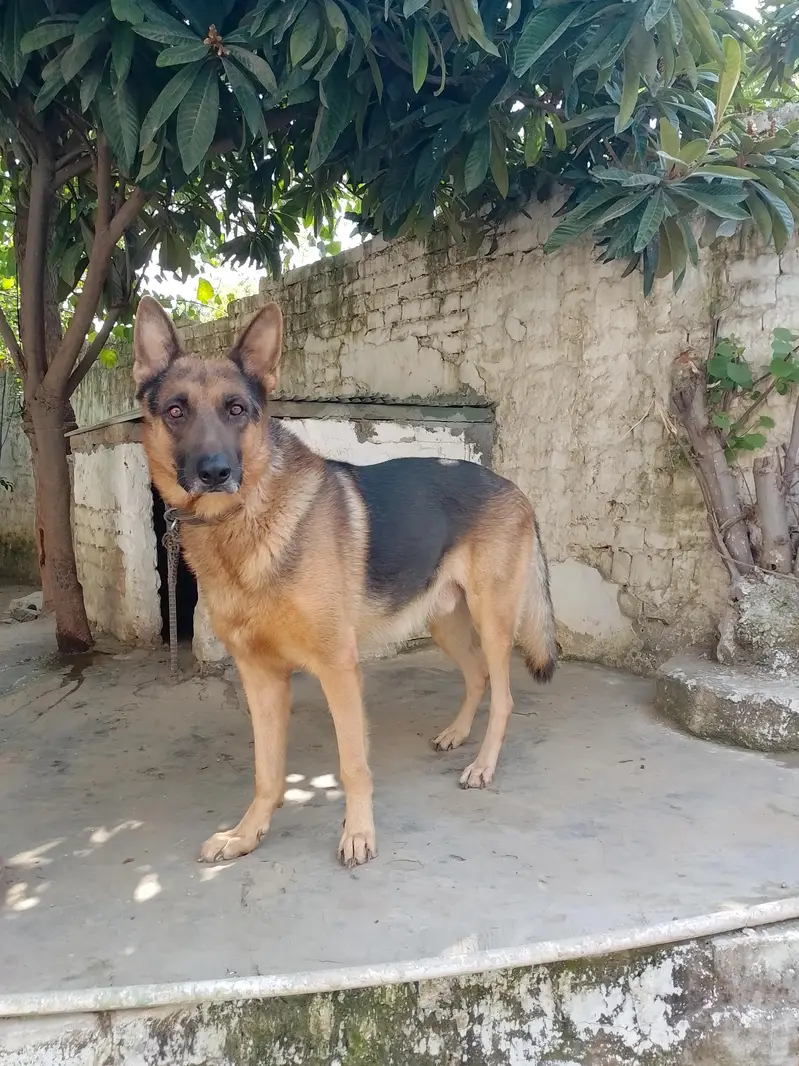 German shepherd big size — photo 2
