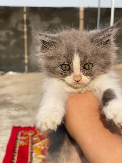 Grey and White Cat