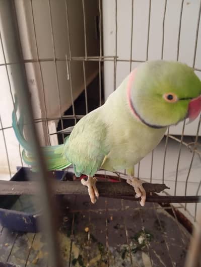 Green parrot ring neck