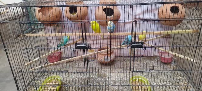 Australian Parrots ( Breader Pair with Egg)