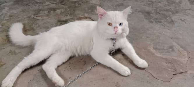 Turkish angora white male cat blue nd brown eyes urgent sale