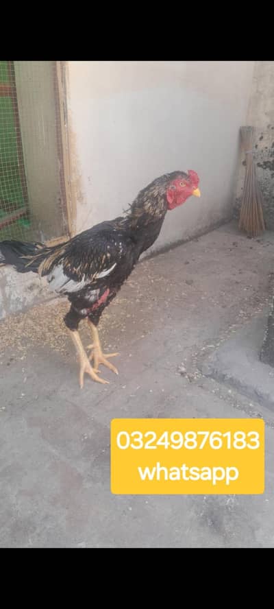 Aseel Jawa Murgha For Sale